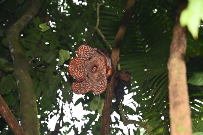 Image from: Rafflesia tarik pengunjung ke Lata Jarum