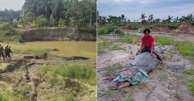 Image from: Penduduk ‘gotong royong’ tangkap buaya 7 meter