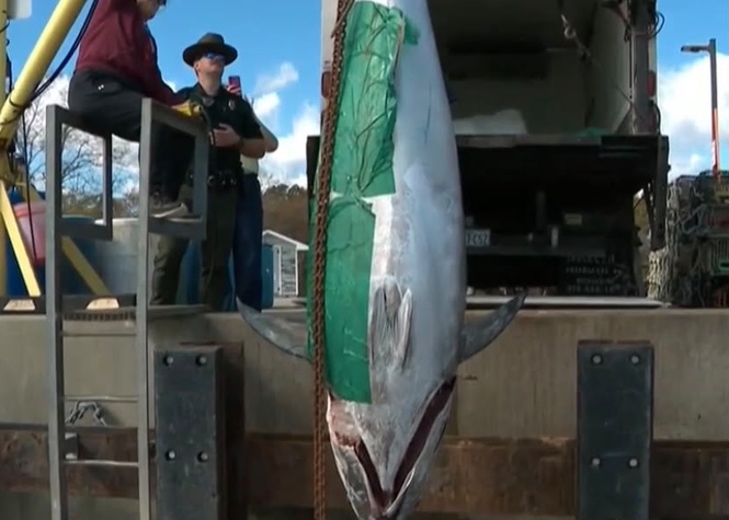 Image from: Pantang ‘kumpau’, pemancing naikkan ikan berat lebih 506 kilogram