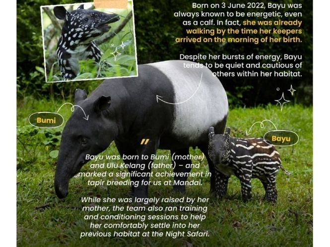 Malay Mail