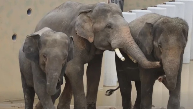Image from: SPRM Siasat Dakwaan Ketirisan Dalam Pemindahan Gajah DAK Ke Zoo Jepun