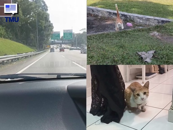 Image from: “Dari Gombak Sampai Shah Alam Cari Oyen” – Teringat Seekor Kucing Jalanan, Wanita Nekad Berpatah Balik Untuk Mencarinya
