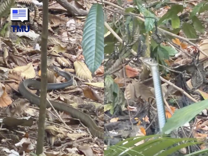 Image from: “Apa Kena Buat Eh?” – Pendaki Wanita Cemas Terserempak Ular Ketika Hanya 1KM Lagi Nak Sampai Puncak, Netizen Pula Bagi Jawapan Mencuit Hati