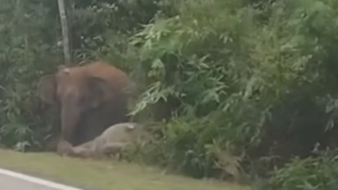 Image from: Lelaki Cedera Kereta Dipandu Terlanggar Anak Gajah