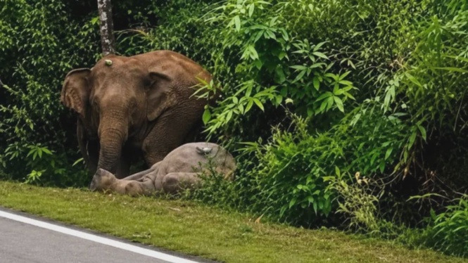 Image from: Tragedi Gerik Berulang, Ibu Gajah Enggan Berganjak Tujuh Jam Selepas Anak Mati
