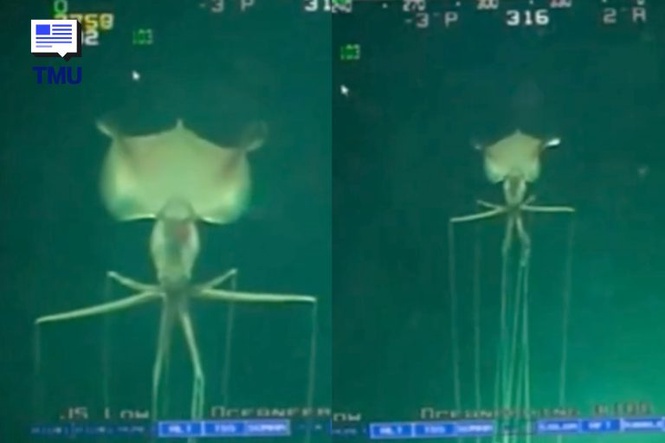 Image from: Sotong ‘Alien’ Ditemui Pada Kedalaman 2,385 Meter Di Teluk Mexico, Saiz Dan Sesungutnya Mengejutkan Netizen