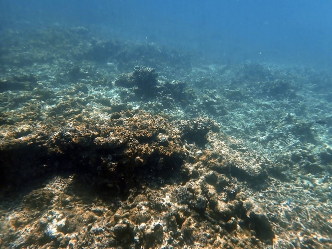 Most sunscreens harm corals. Here's what you can do