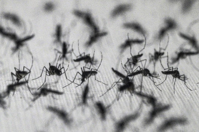 Dengue outpaces virus-blocking mosquitoes in Brazil