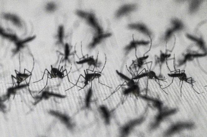 What if we killed all mosquitoes?
