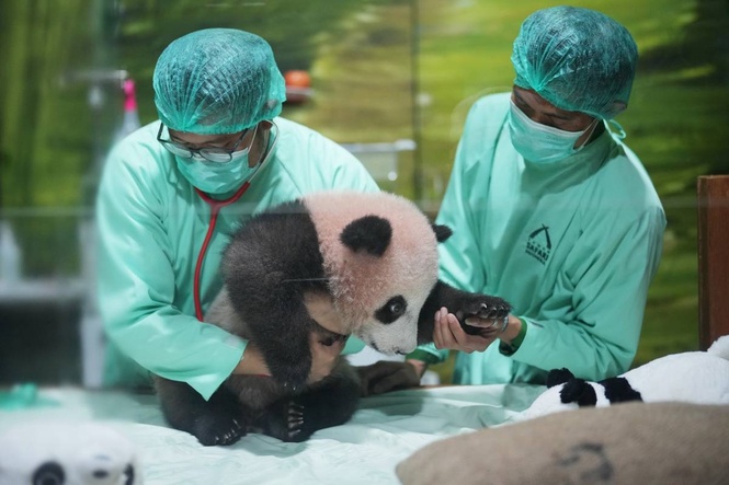Indonesia's first giant panda cub, Rio, is growing and healthy before his public debut