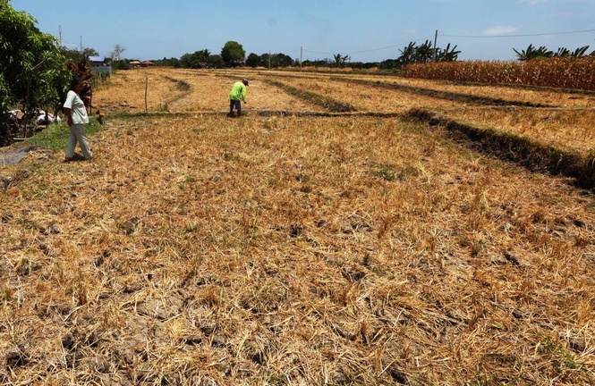 Climate-smart measures pushed for rice farmers