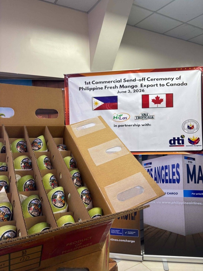 PH starts exporting Carabao mangoes to Toronto