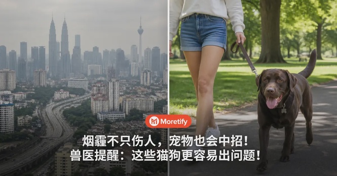烟霾不只伤人,宠物也会中招!兽医提醒:这些猫狗更容易出问题!