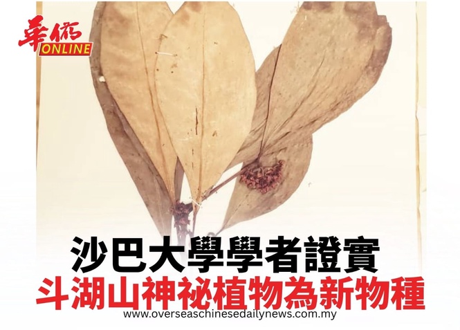 沙巴大學學者證實 斗湖山神祕植物為新物種