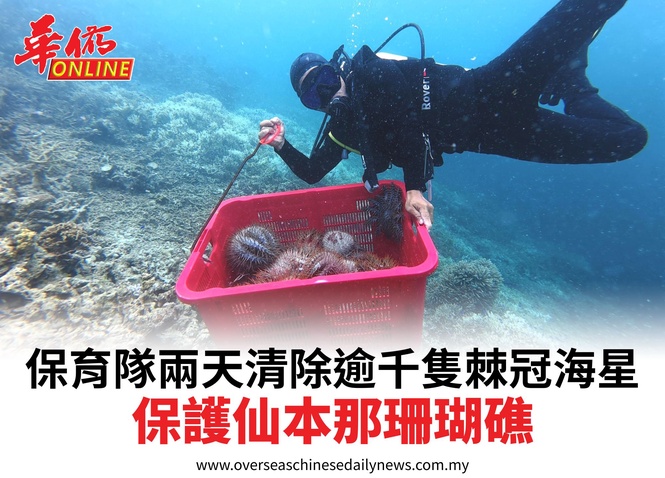 保育隊兩天清除逾千隻棘冠海星保護仙本那珊瑚礁
