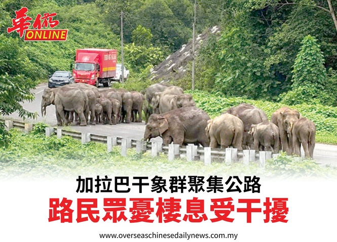 加拉巴干象群聚集公路民眾憂棲息受干擾