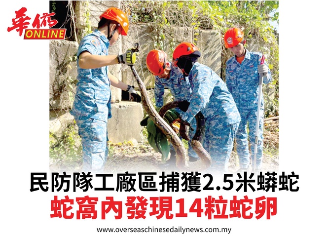 民防隊工廠區捕獲2.5米蟒蛇蛇窩內發現14粒蛇卵
