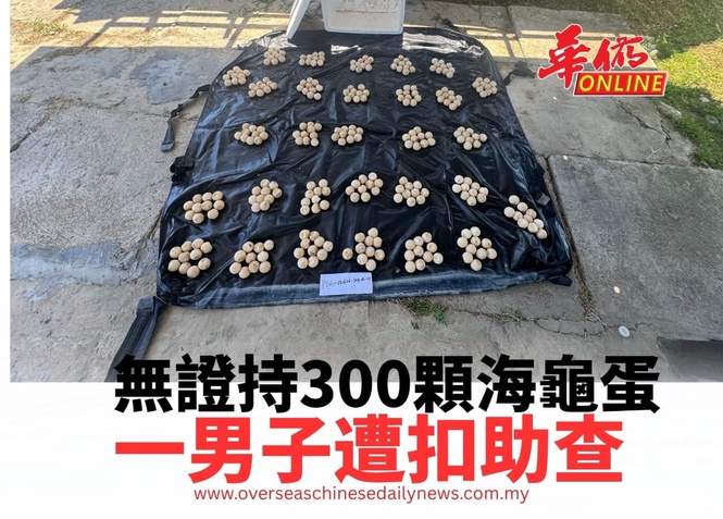 無證持300顆海龜蛋 一男子遭扣助查