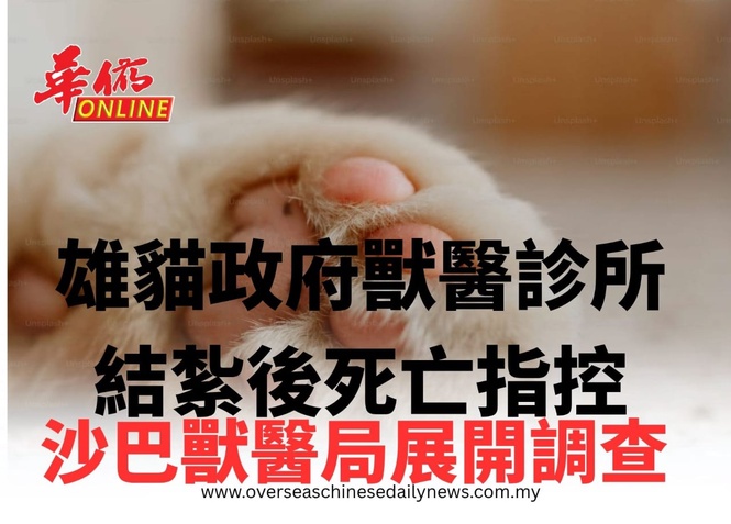 雄貓政府獸醫診所結紮後死亡指控 沙巴獸醫局展開調查