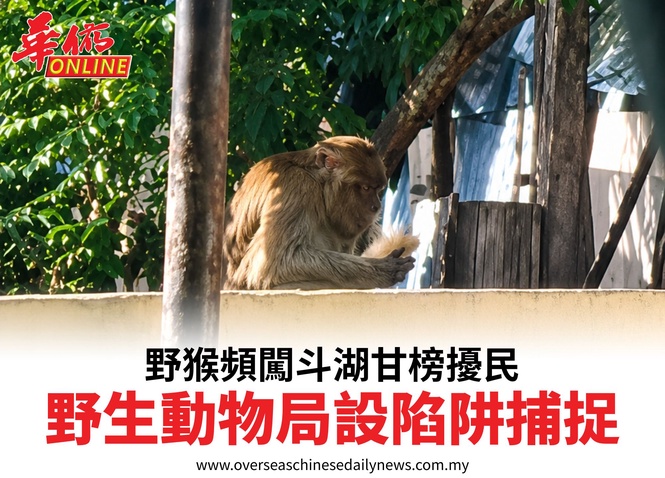 野猴頻闖斗湖甘榜擾民野生動物局設陷阱捕捉