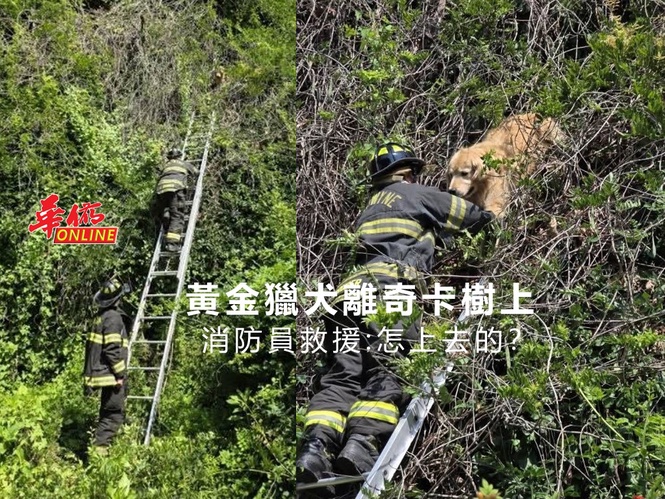 黃金獵犬離奇卡樹上 消防員救援:怎上去的?
