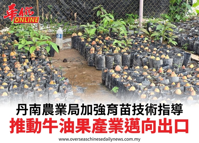 丹南農業局加強育苗技術指導推動牛油果產業邁向出口