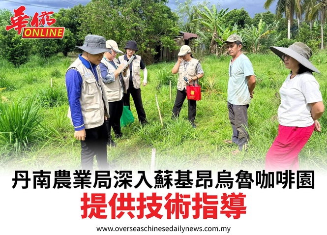 丹南農業局深入蘇基昂烏魯咖啡園提供技術指導