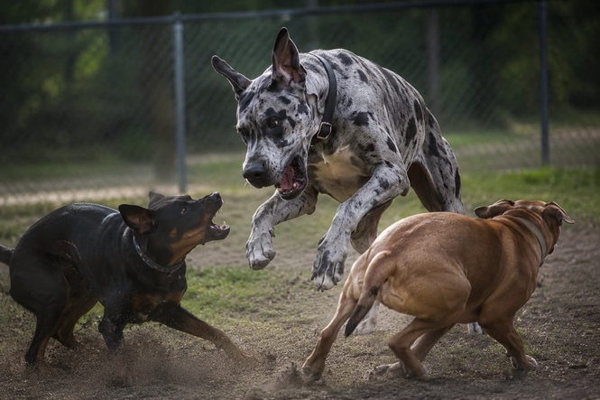 Image from: Community’s worst fears realised as unleashed Great Dane attacks home