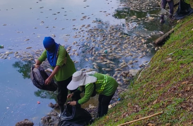 Image from: Was rainfall just a trigger? Experts raise deeper concerns over Danau Kota fish deaths