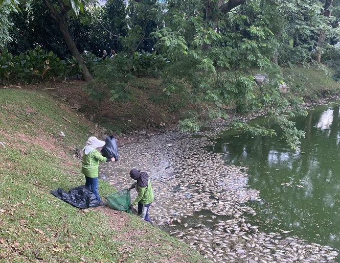 Image from: DBKL blames heavy rainfall, pollutants, for mass fish deaths at Danau Kota Lake