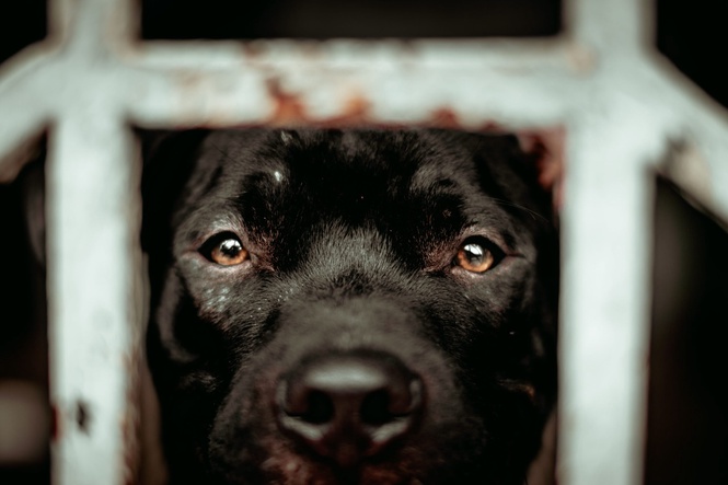 Image from: Justice for Rocky: Animal cruelty must not go unpunished – Charles Santiago