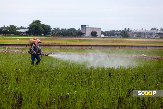Image from: MACC probes Kedah paddy fertiliser delay scandal after PM raises alarm