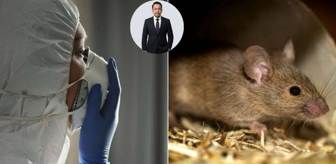 Image from: Jangan main sapu je habuk stor lama, takut terkena hantavirus yang boleh ragut nyawa. Ketahui bezanya dengan kencing tikus