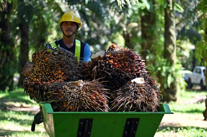Image from: Harga MSM tinggi dijangka pacu prestasi syarikat perladangan