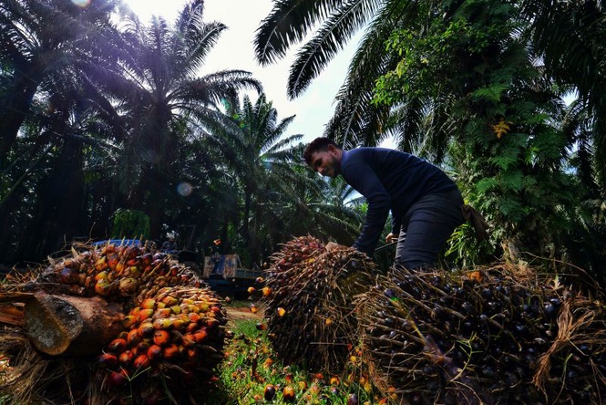 Image from: Malaysia perlu jana lebih nilai daripada setiap tan sawit