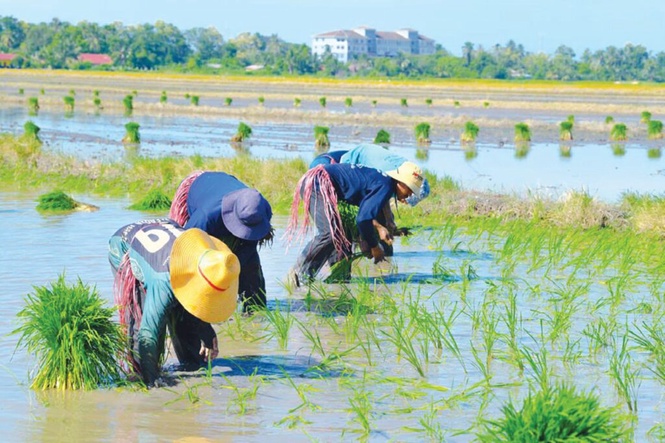 Image from: Jangan tambah beban pesawah demi tingkatkan hasil