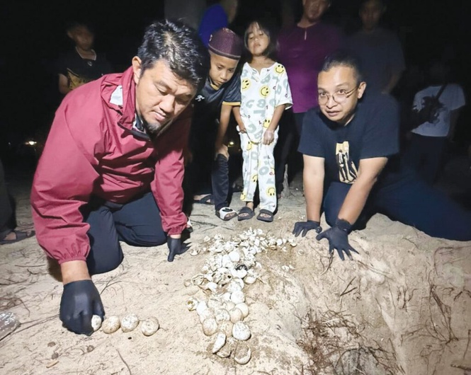 Image from: 183 anak penyu ditemui di Pantai Pachakan selepas tiga dekad