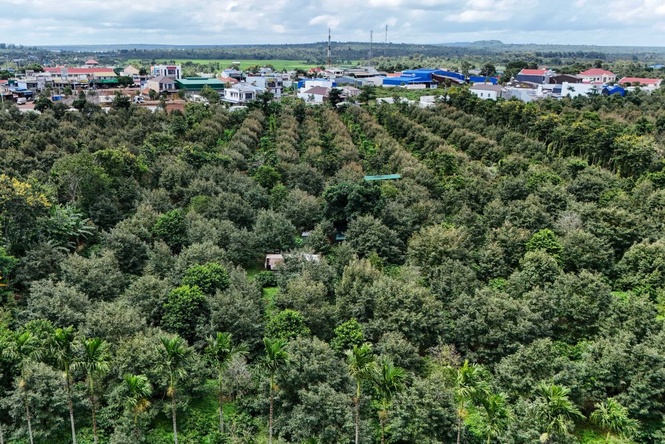 Image from: Durian boleh jadi anda kaya – Pemilik Ladang