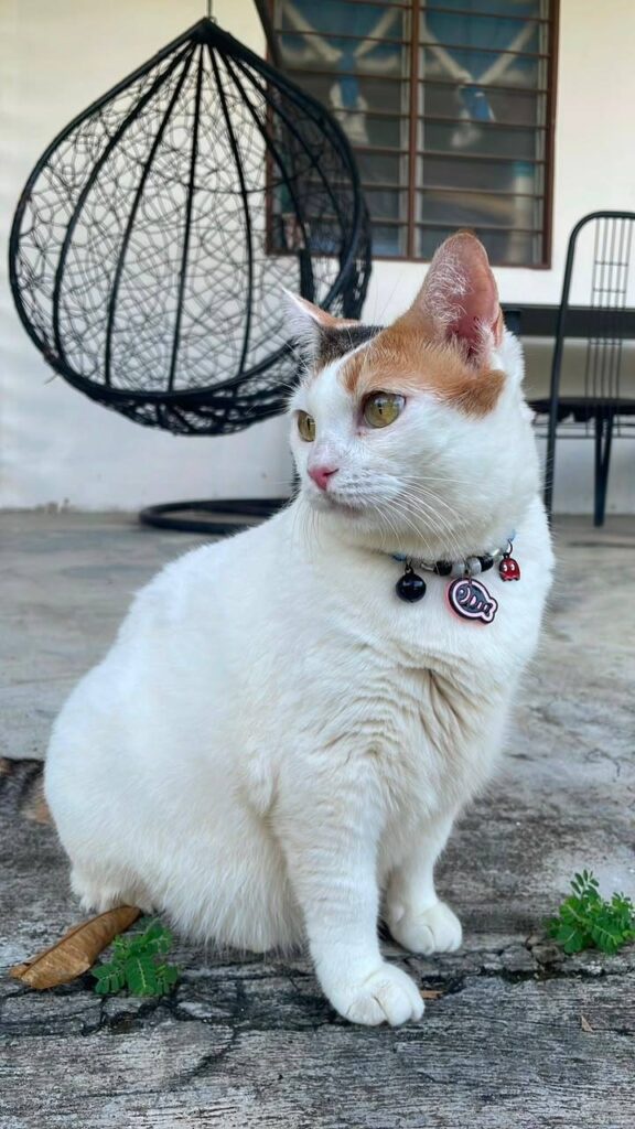 Image from: Chek suka ‘serang hendap’