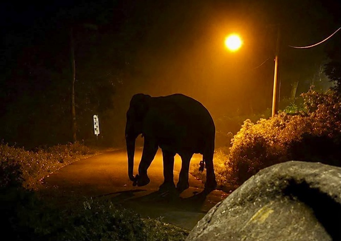 Image from: Gajah sesat gemparkan penduduk Manir