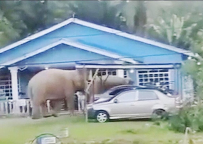 Image from: Wujudkan laluan khas gajah di Kalabakan