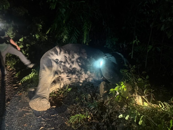 Image from: Gajah gemparkan penduduk Manirditangkap