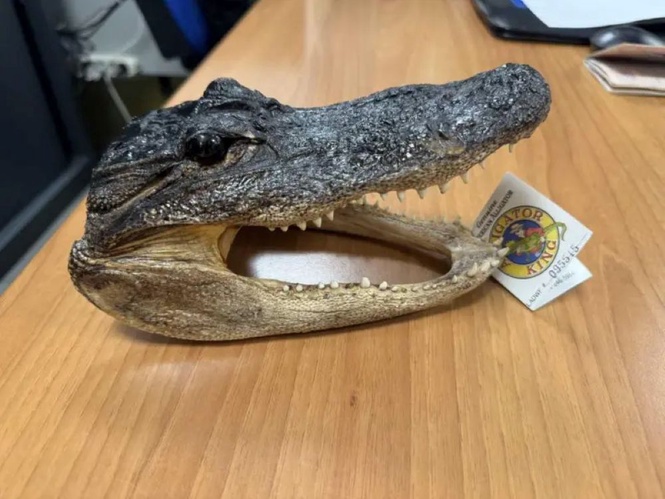 Image from: Kepala buaya ditemukan dalam bagasi ketika diperiksa