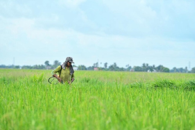 Image from: Pesawah boleh hilang hasil hingga 20%