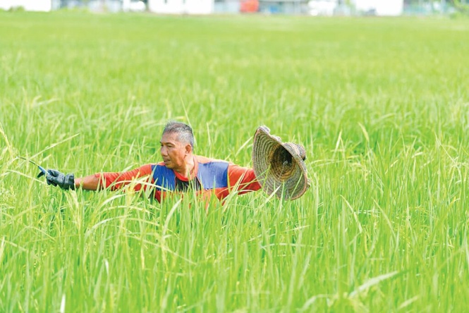 Image from: Pendapatan pesawah merosot 30%