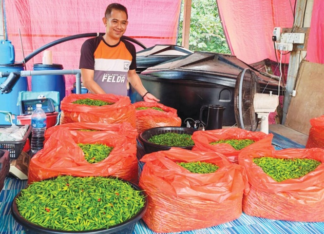 Image from: Raih RM11,000 sekali tuai lada bara