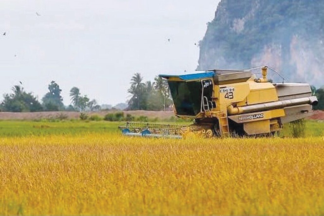 Image from: Baja lewat: Petani dakwa pendapatan merosot 50 peratus