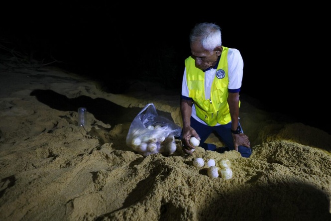 Image from: Raja penyu kembali singgah bertelur di Rantau Abang