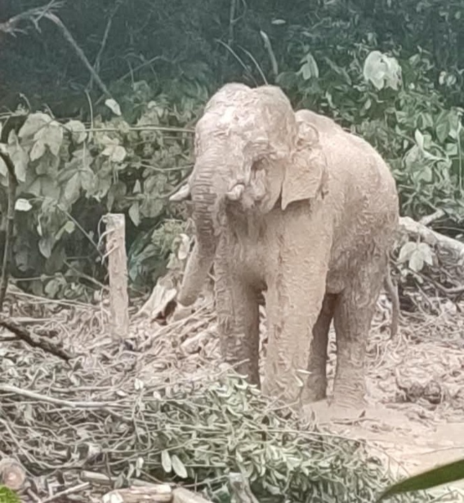 Image from: ‘Awang Kolam’ pindah habitat asal esok