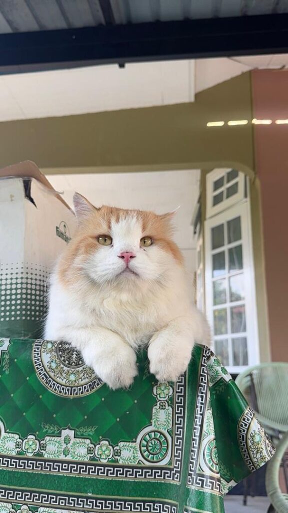 Image from: Rocket si kucing ‘kaki bersosial’